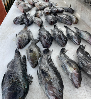 Hook your Ocean City Black Sea Bass adventure